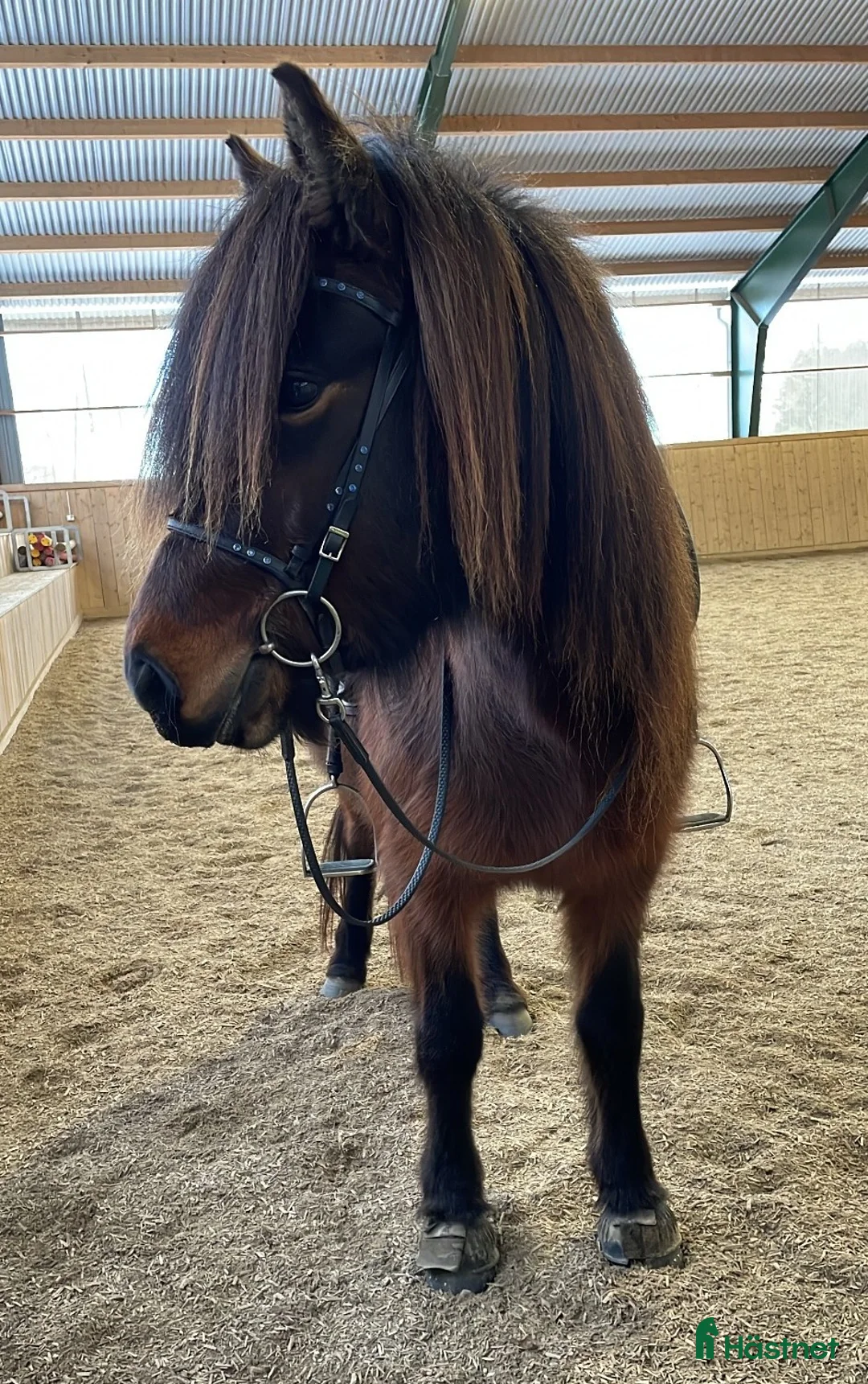 Island hästar till salu: Femgångssto för fritidsryttare. - Annons 7