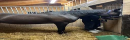 Allround hästar till salu: Underbara Tora söker nytt hem!  - Annons 5