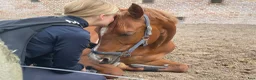 Dressyr hästar till salu: FEI Dressurpony  - Annons 3