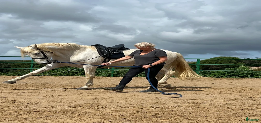 Galleribild {{count}}