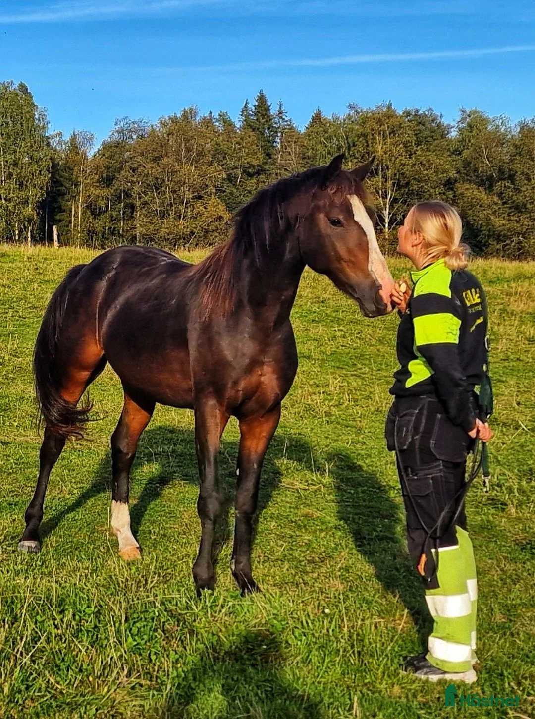 Allround hästar till salu: Överväxt Ridponny - Annons 1