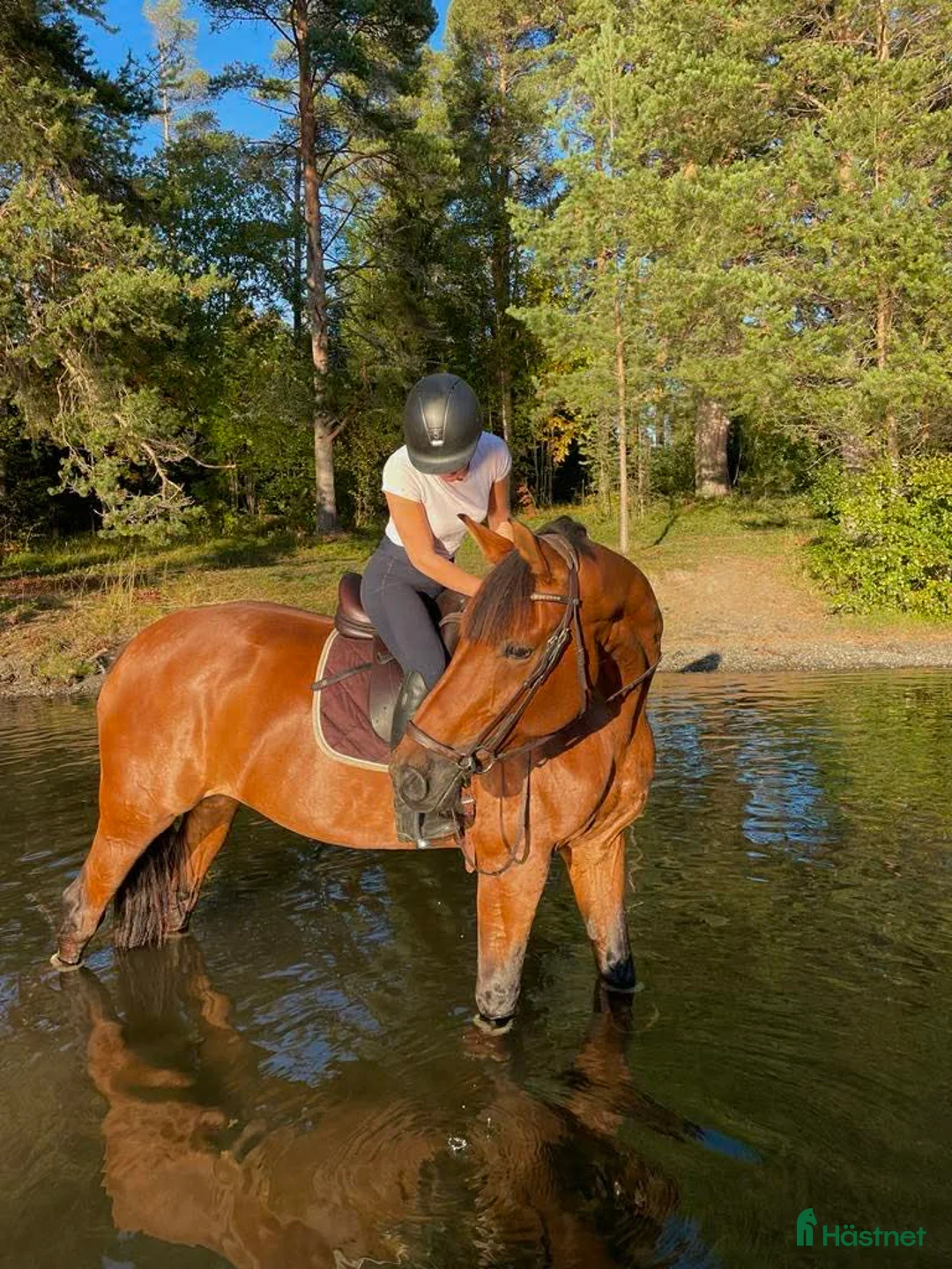 Sällskap hästar till salu: Sällskapshäst/avel i Frösön - Annons 1