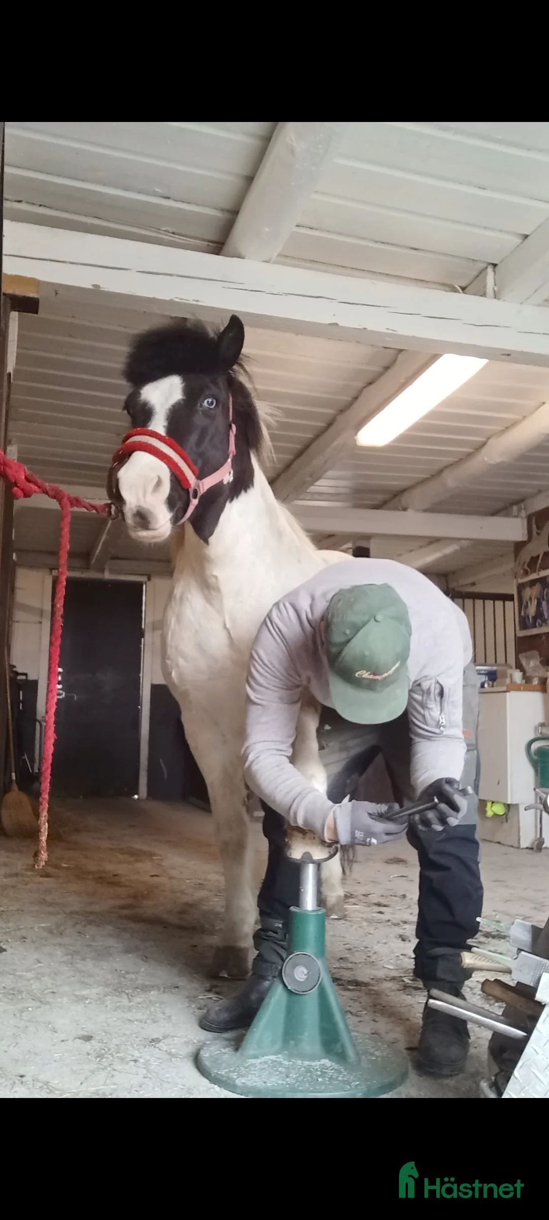 Galleribild {{count}}