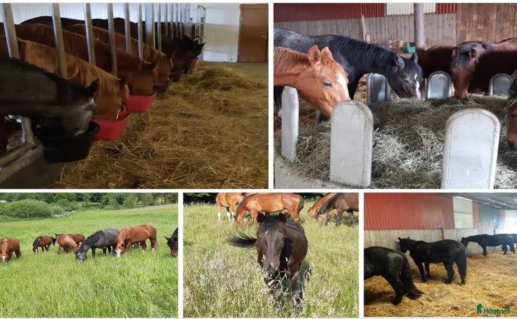  stallplats i Sjöbo - Annons 6