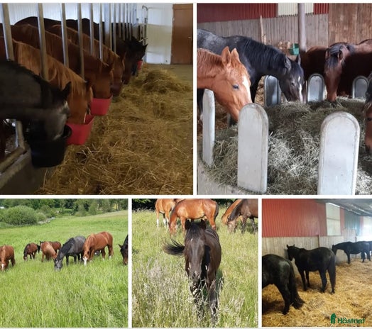 stallplats i Sjöbo - Annons 6