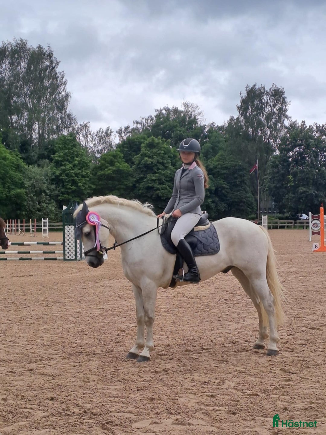 Hoppning hästar till salu: Conemara sport pony i Stockholm - Annons 4