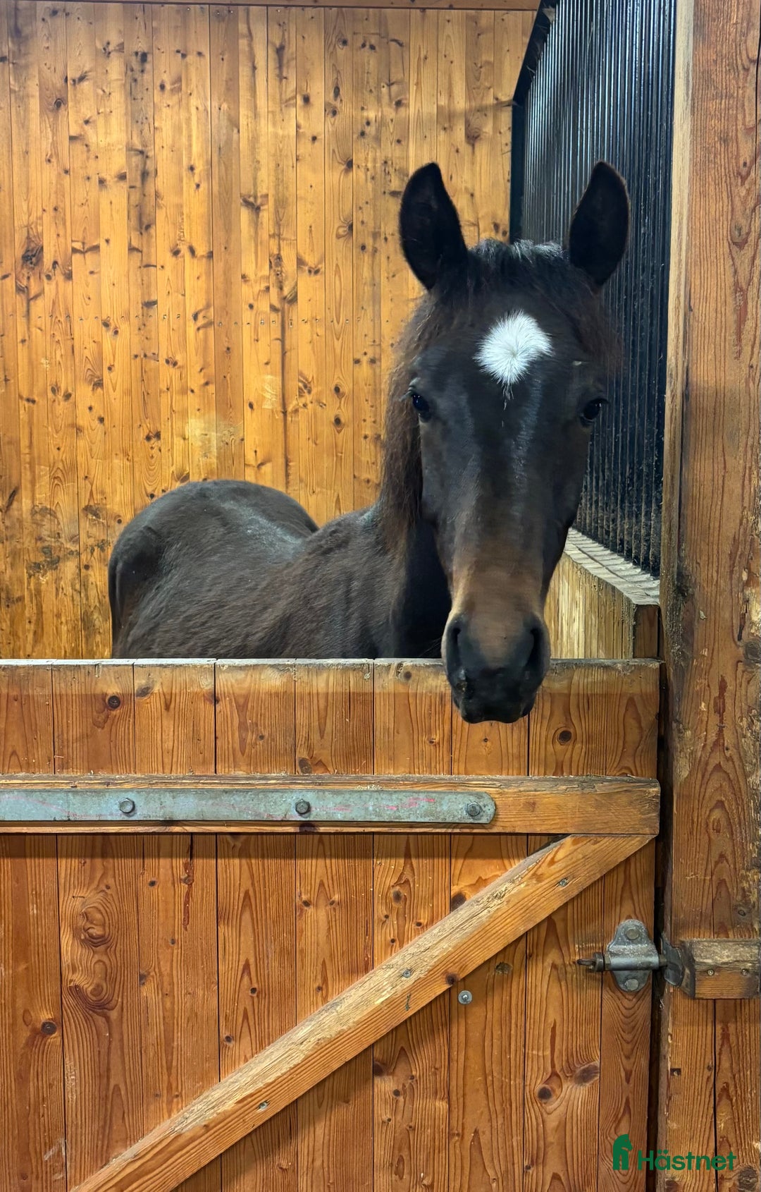 Hoppning hästar till salu: Social kille för framtiden i Vimmerby - Annons 3