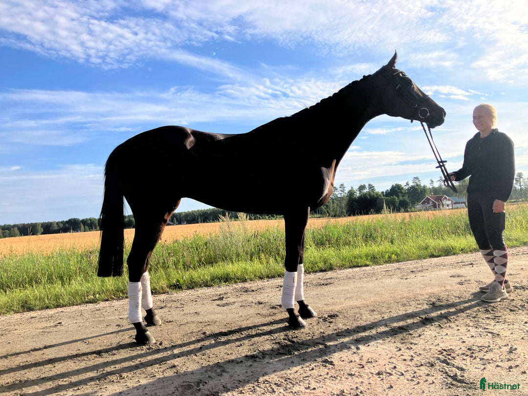 Allround hästar till salu: Fynd  i Skara - Annons 2