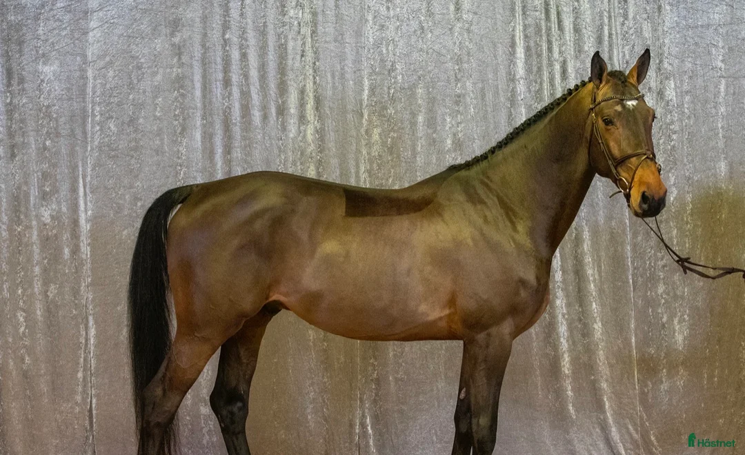 Hoppning hästar till salu: Trevlig val e hiphop med rutin 130 - Annons 2