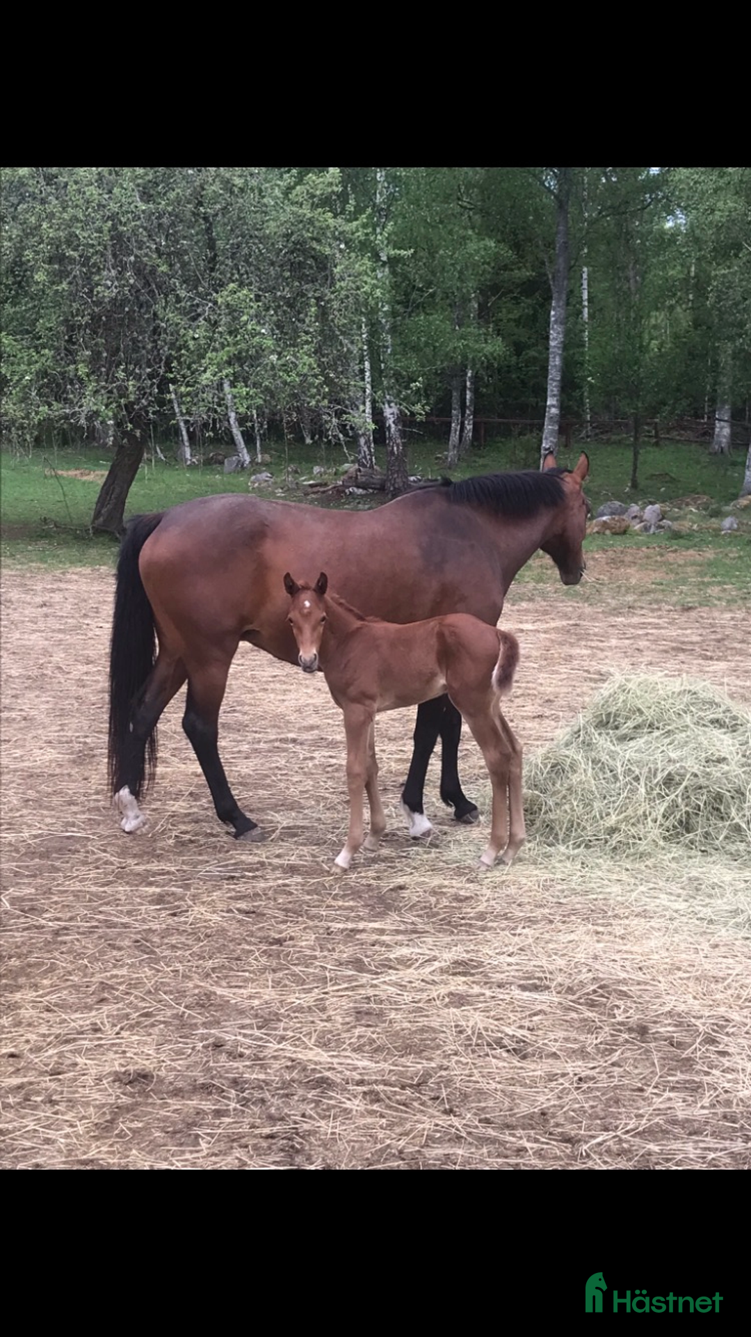 Hoppning hästar till salu: Snygg 3-årig SWB valack i Hultsfred - Annons 4