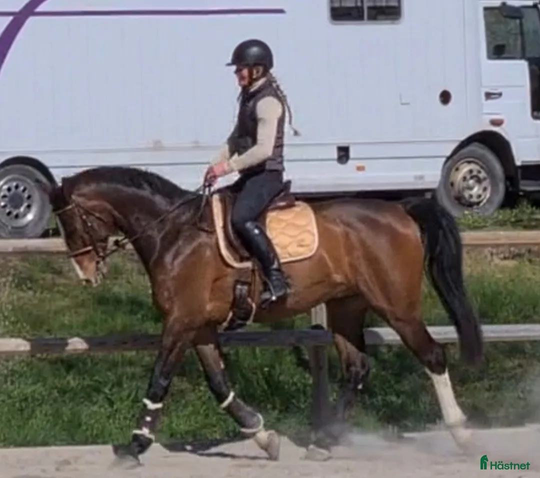 Hoppning hästar till salu: En okomplicerad kille med kvalité - Annons 2