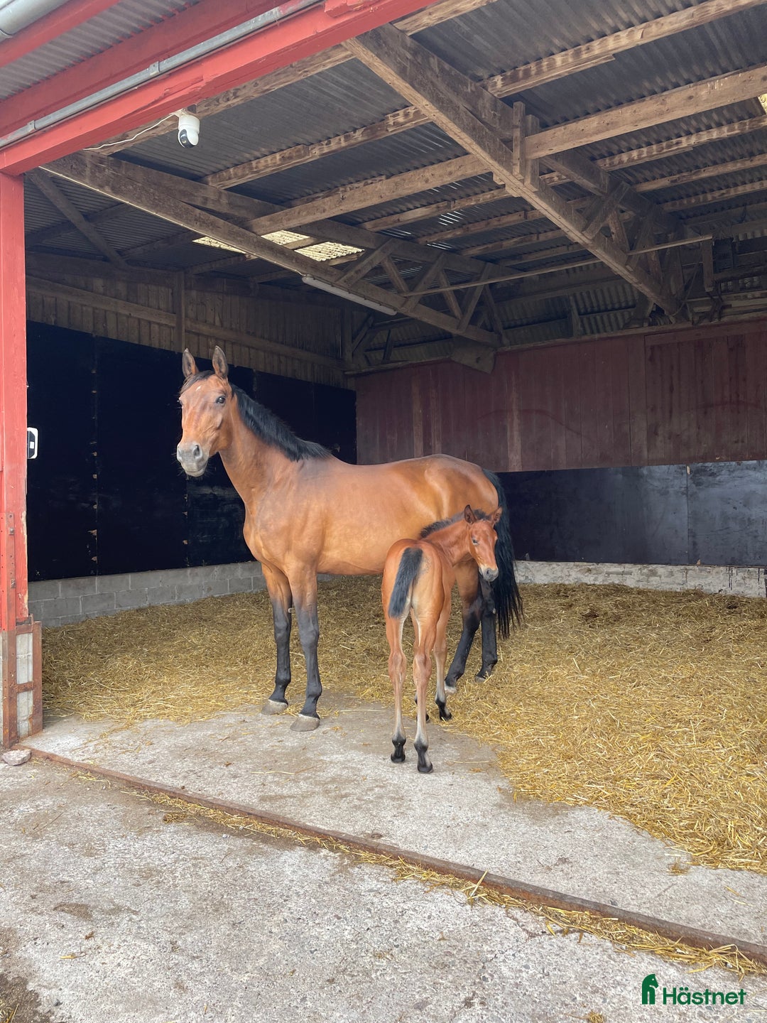 Hoppning hästar till salu: Stoföl e. Cosmos Hästak ue. Heartbeat  i Mörbylånga - Annons 4