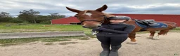  medryttarhäst sökes: Medryttarhäst Sökes 🐎💖 - Annons 1