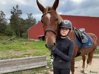 medryttarhäst sökes: Medryttarhäst Sökes 🐎💖 - Annons 1