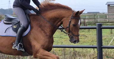  hästar 🚨 Stabil okompl allround valack 🚨 i Dösjebro - Annons 7