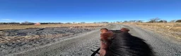  foderhäst sökes: Storhäst att ha på foder och ev köpa ❤️ - Annons 1