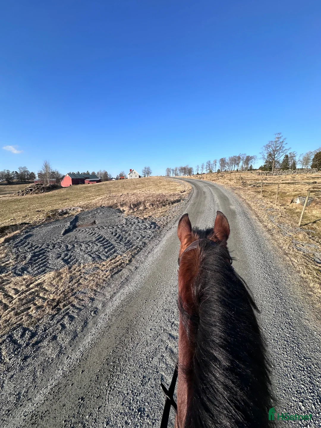  foderhäst sökes: Storhäst att ha på foder och ev köpa ❤️ - Annons 1