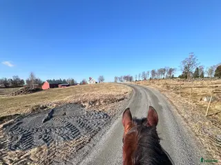 foderhäst Storhäst att ha på foder och ev köpa ❤️ - Annons 20