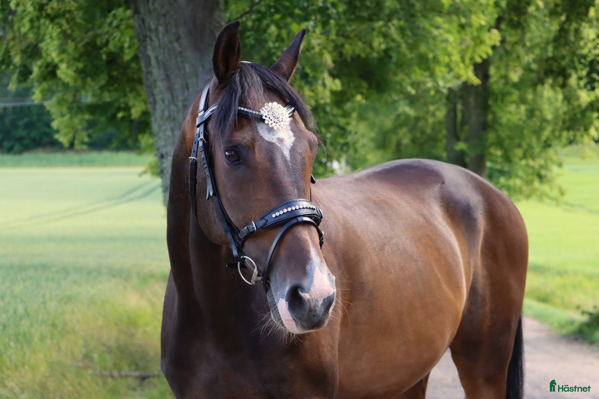  hästar Trevlig SWB valack - Annons 1