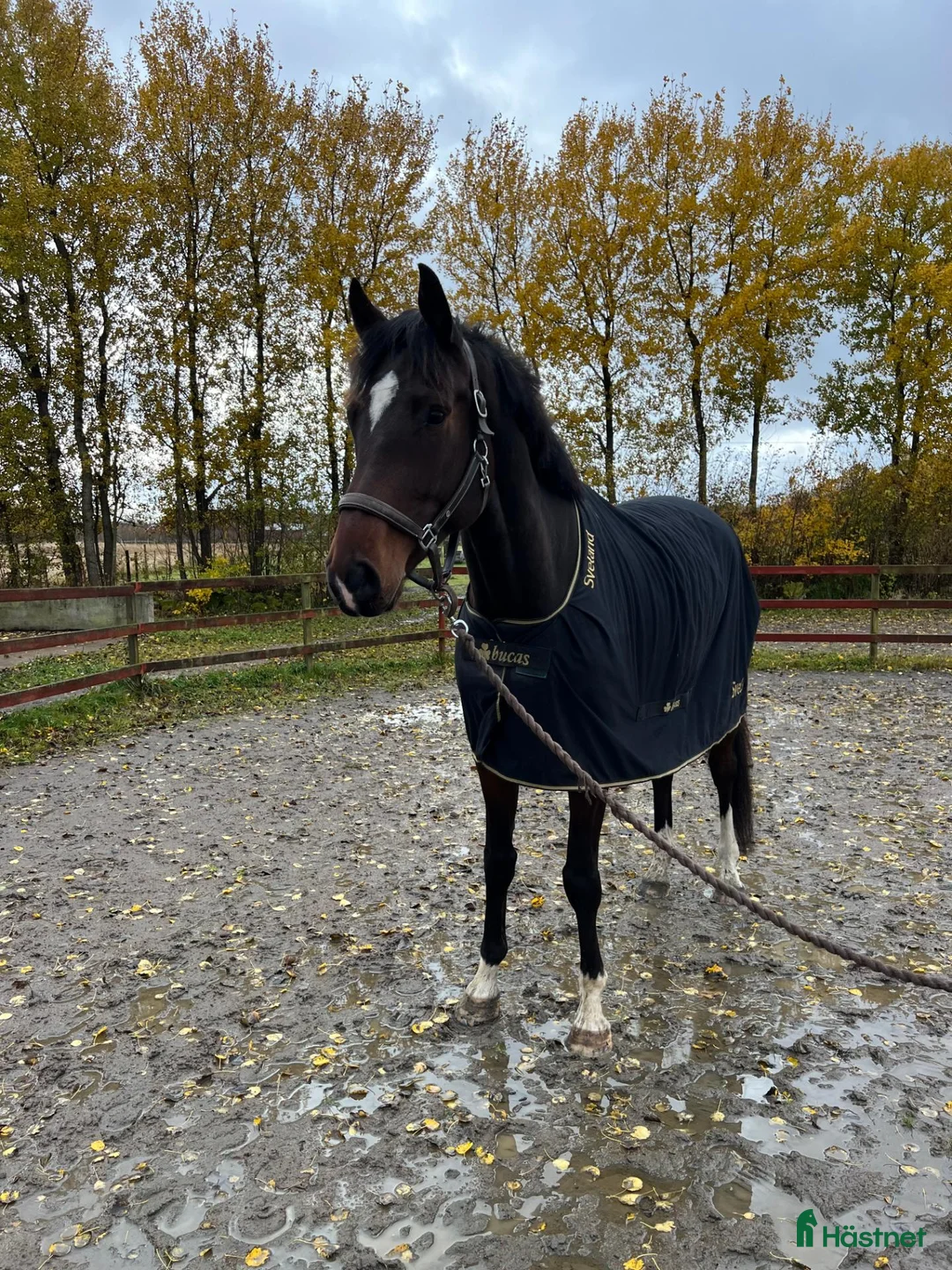 Hoppning hästar till salu: Snygg och talangfull valack med kapacitet - Annons 2