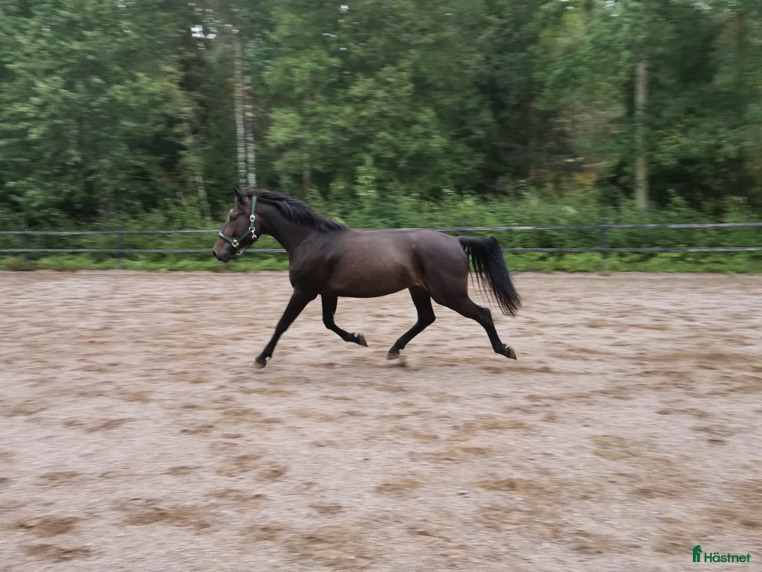 Allround hästar till salu: Rid eller sällskap, säljes eller lånas ut  i Årjäng - Annons 2