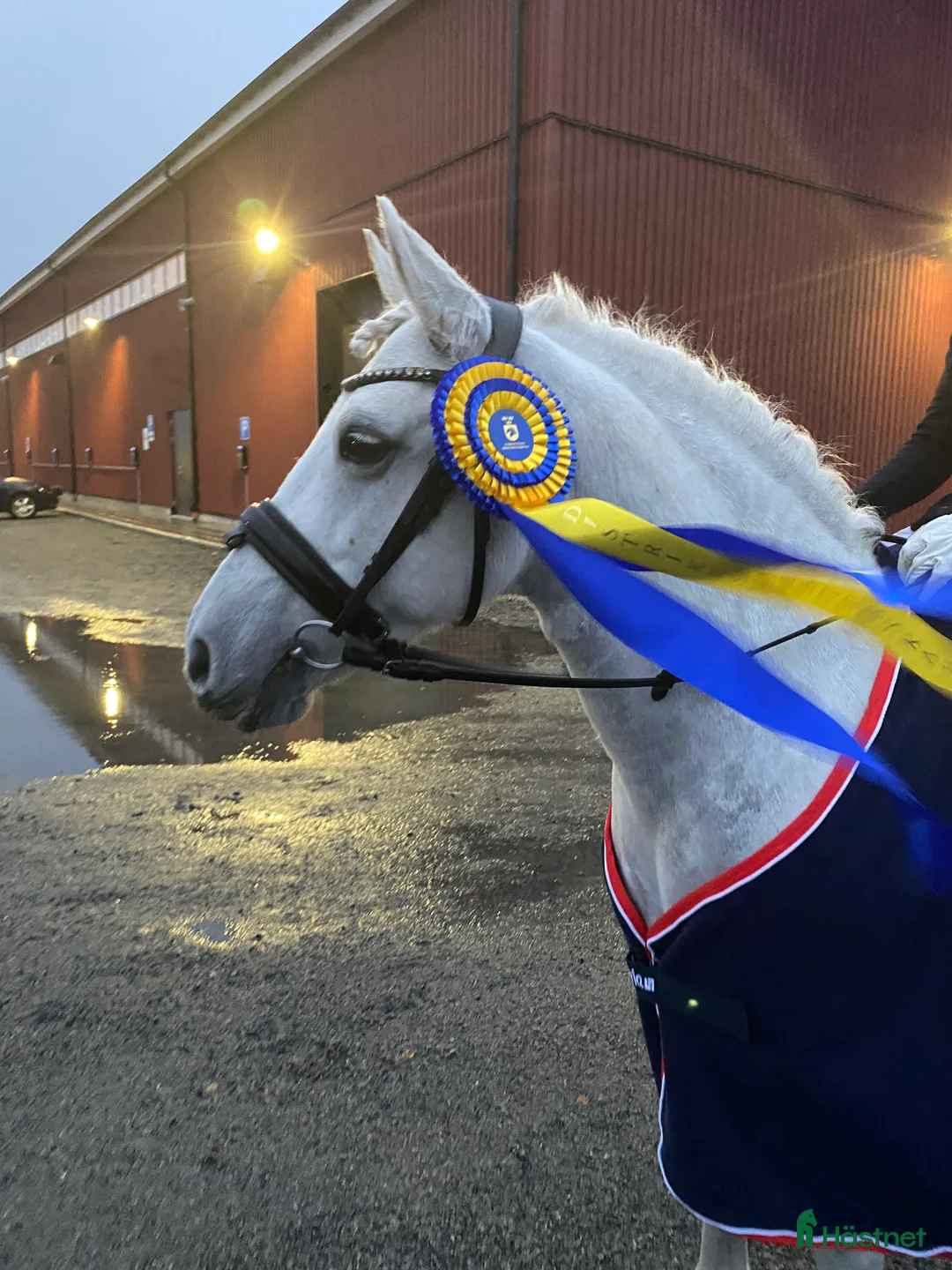 Dressyr hästar till salu: Trygg och kapabel tävlingsponny i Luleå - Annons 1