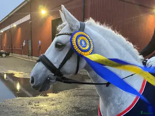 hästar Trygg och kapabel tävlingsponny i Luleå - Annons 1