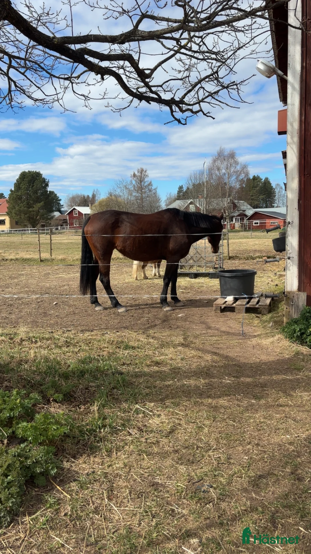 Allround hästar till salu: Bambi söker fodervärd eller nytt hem!  - Annons 2
