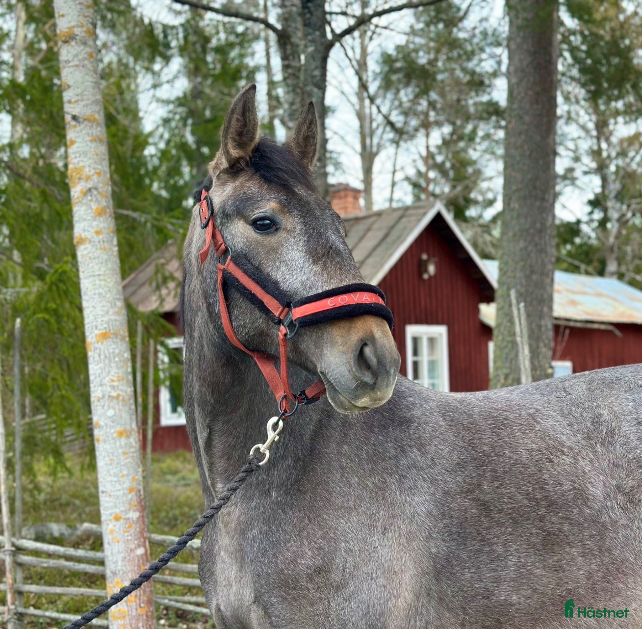  hästar P.r.e korsning - Annons 10