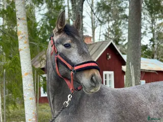 hästar P.r.e korsning - Annons 10