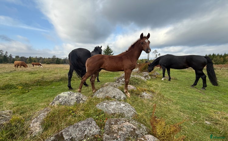  hästar i Nässjö - Annons 15