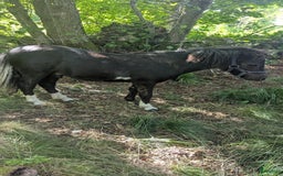 Sällskap hästar till salu: Amerikansk miniatyr  i Hunnebostrand - Bild 2