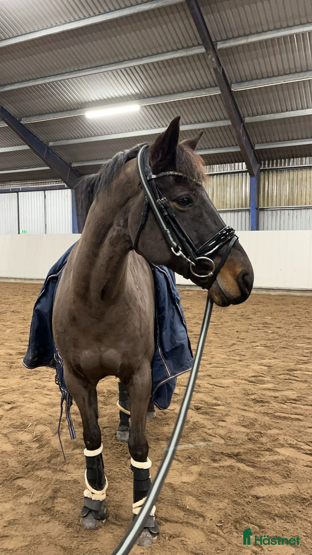 Allround hästar till salu: Hoppglad kille söker ny bästa vän! i Klippan - Annons 2