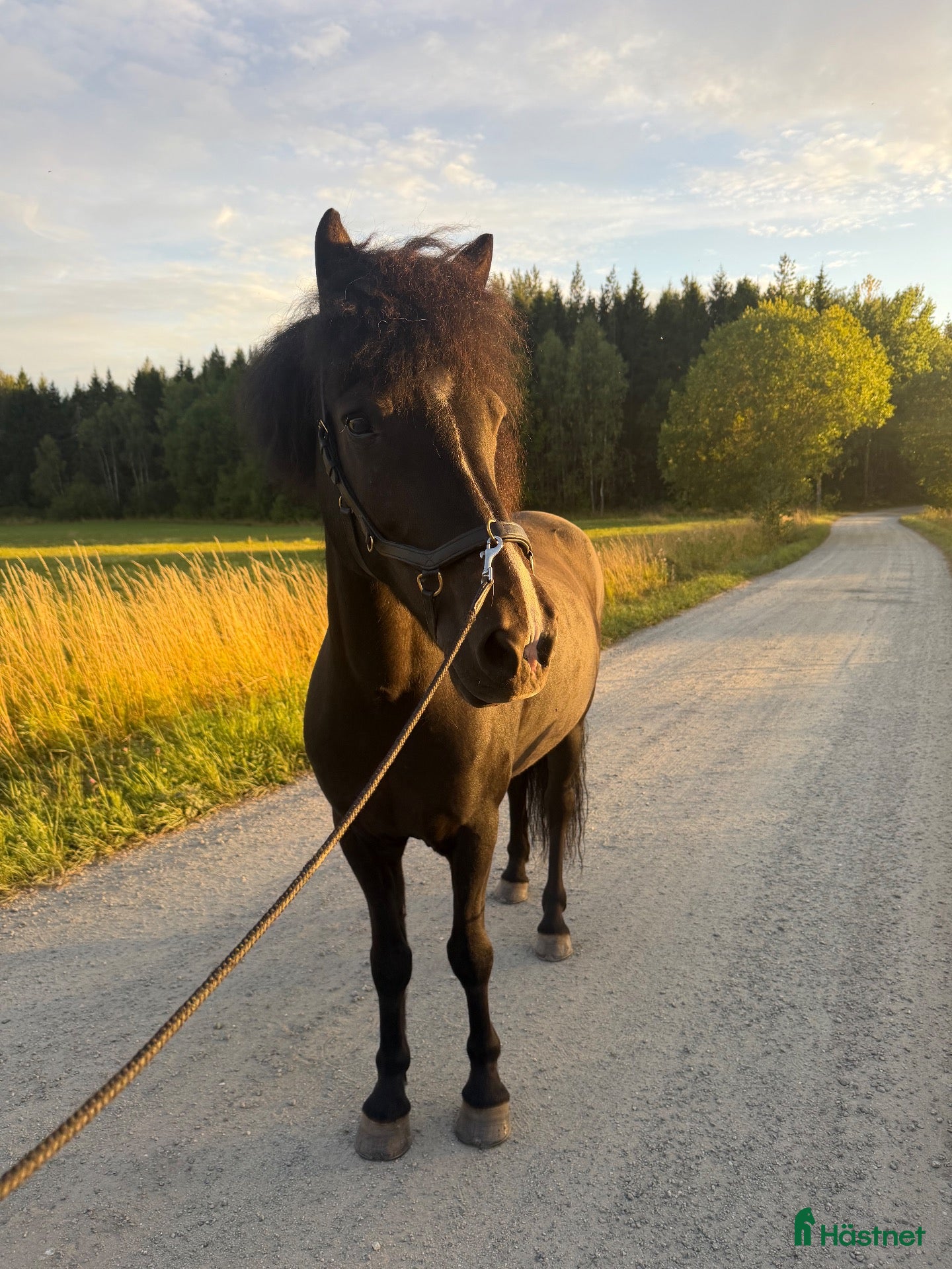  medryttarhäst finnes: Medryttare sökes till Aragon - islandshäst - Annons 1