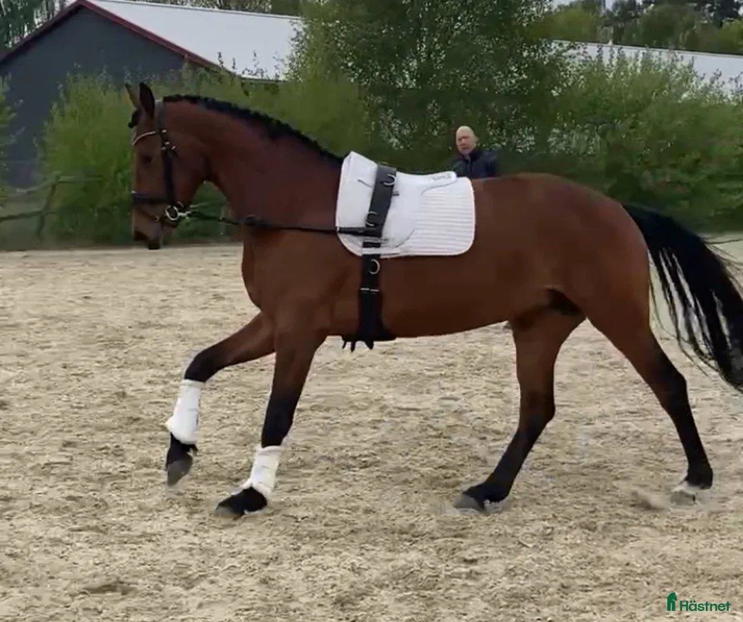 Dressyr hästar till salu: Tillfälle!!! - Annons 2