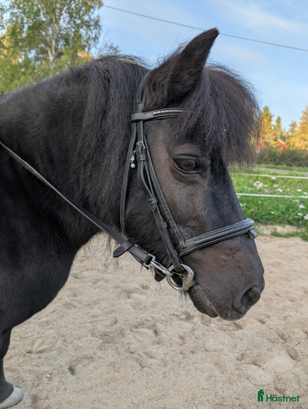 Körning hästar till salu: Snäll barnponny i Boliden - Annons 3