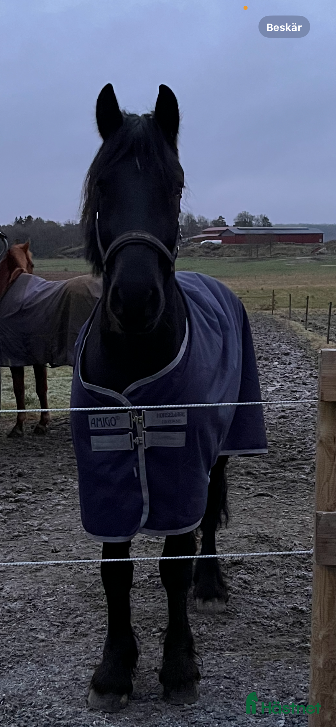  hästar Vacker Frieser söker nytt hem 🌟 i Säve - Annons 12