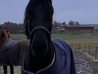 hästar Vacker Frieser söker nytt hem 🌟 i Säve - Annons 12