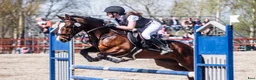 Hoppning hästar till salu: Välutbildad läromästare med hjärta av guld ❤️ - Annons 4