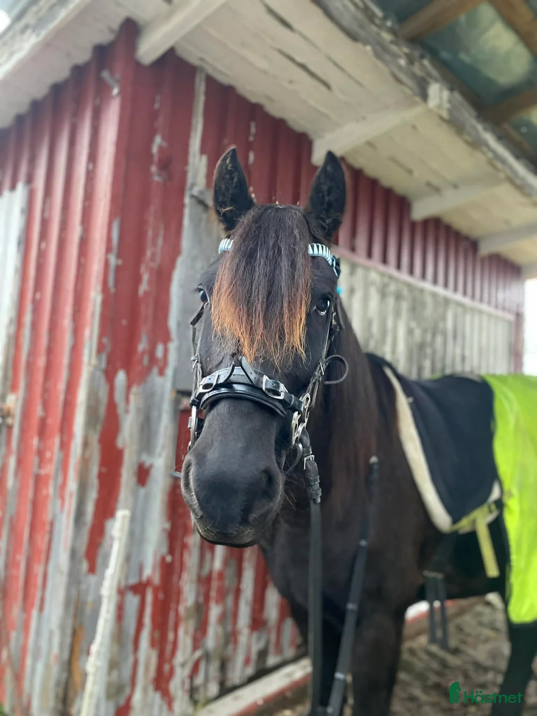 Trav hästar till salu: Startklar för kval i Rengsjö - Annons 2