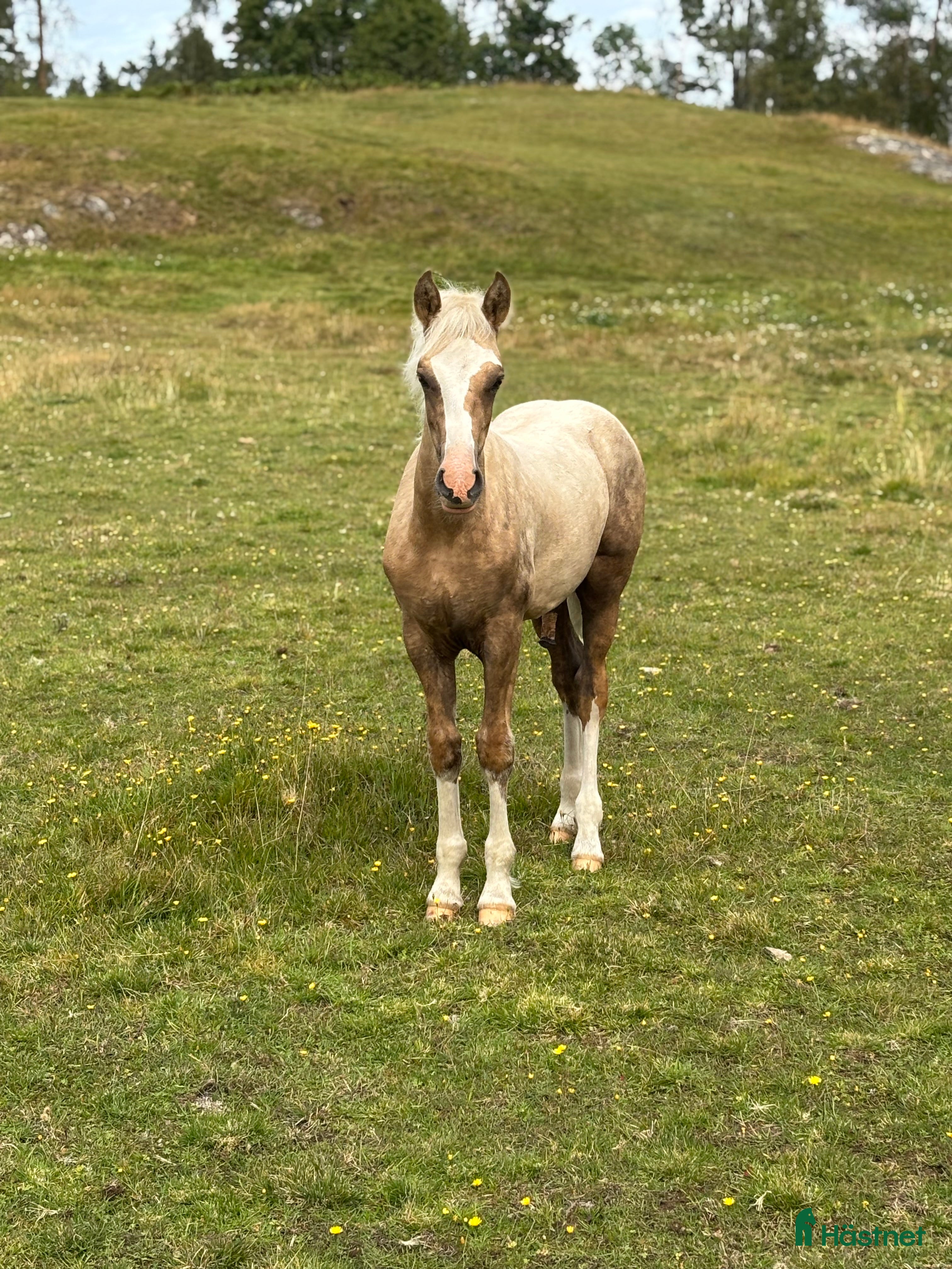  hästar 🌟Blivande stjärna🌟 i Kalv - Annons 21
