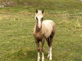 hästar 🌟Blivande stjärna🌟 i Kalv - Annons 8