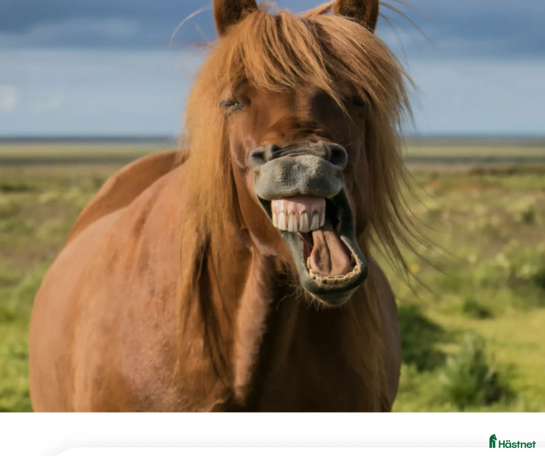  foderhäst sökes: Vill bli medryttare eller fodervärd i Halmstad - Annons 1