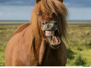 foderhäst Vill bli medryttare eller fodervärd - Annons 6