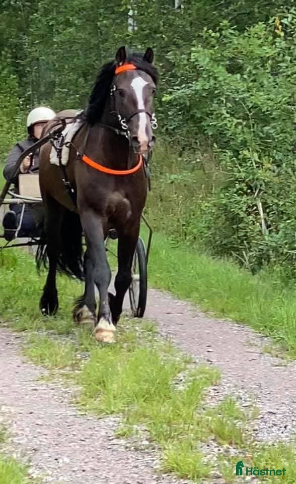  hästar 11 årig starthäst - Annons 1