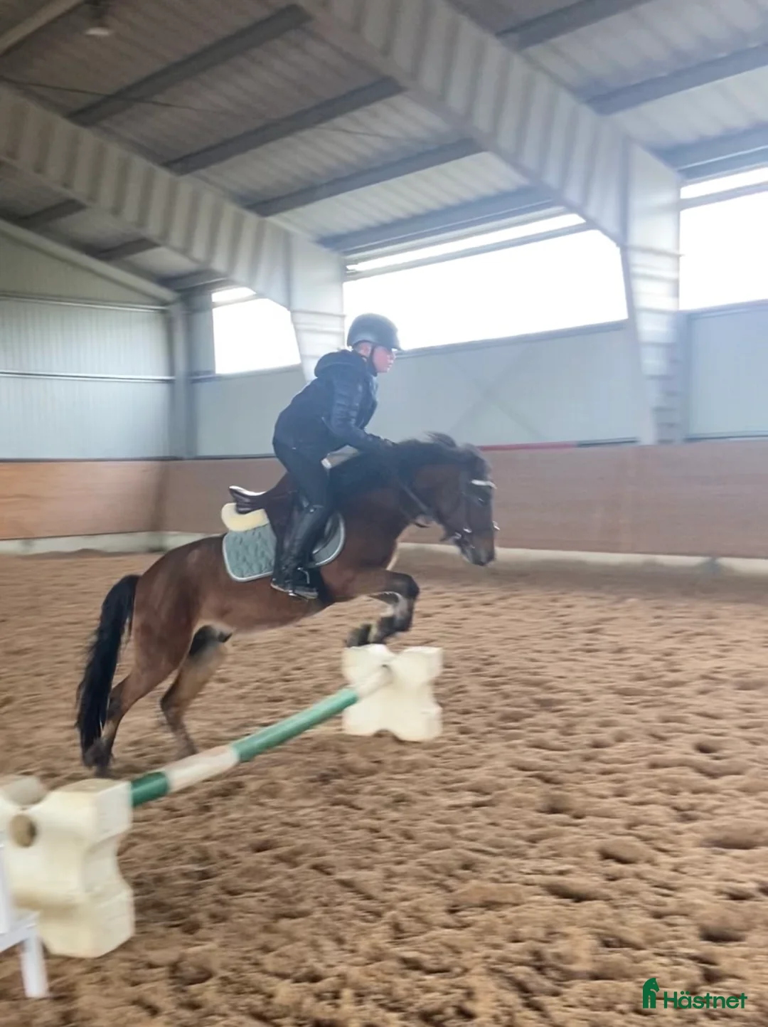 Allround hästar till salu: Sötaste Rocky ❤️ - Annons 8