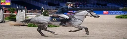 Hoppning hästar till salu: 148 Big Tracks ponies at Gateau Stables France - Annons 9