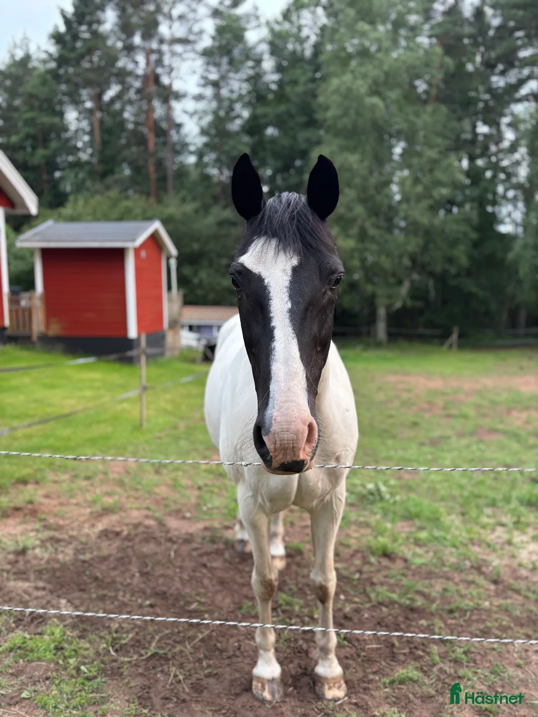 Allround hästar till salu: Din egen prinsessa ❤️ - Annons 4
