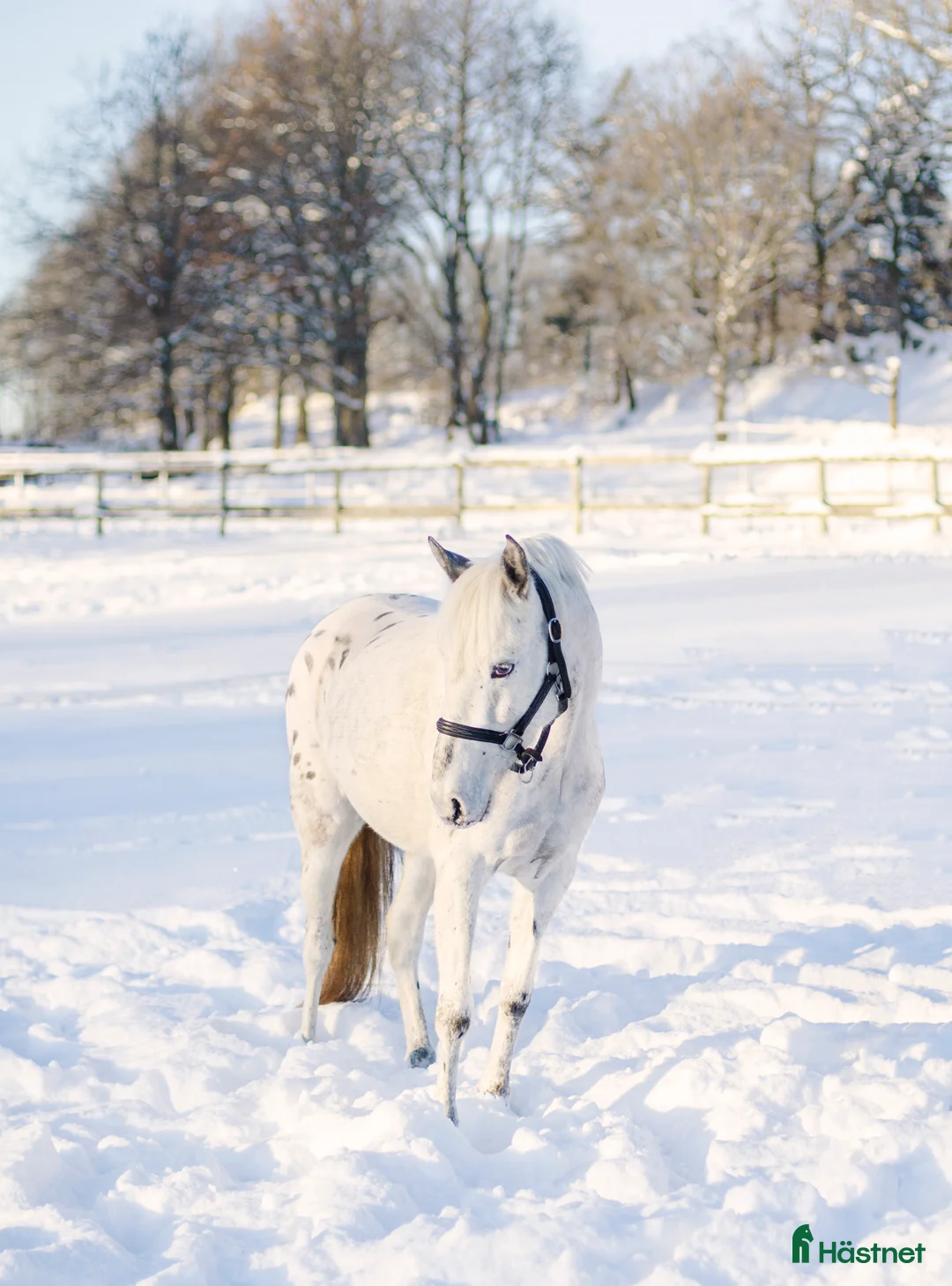 Hoppning hästar till salu: Ponny för framtiden - Annons 1