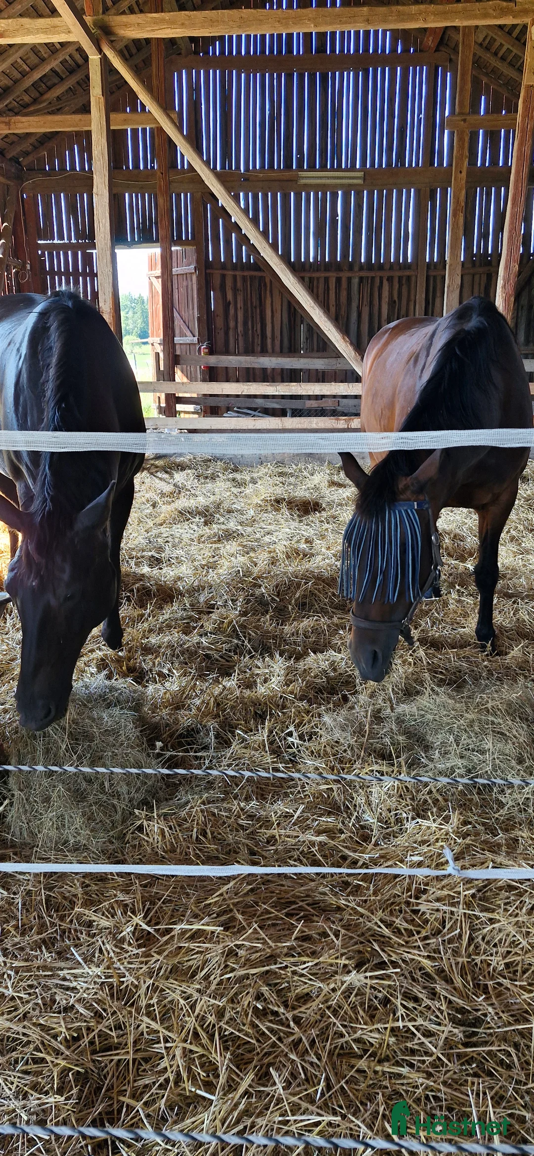  stallplats finnes: Finnes lösdriftsplats Hingst f 24/25 - Annons 2